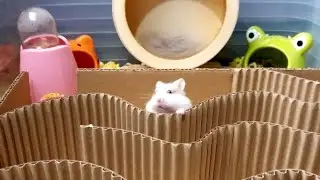 🔴 LIVE: Hamster Wavy Wavy Maze 🌊🐹