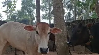 Cow Shiva: LIVE Q&A on Desi Cow Farming! Hen duck live