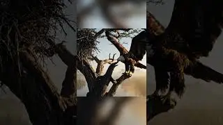 The Defender of the River | Fish Eagle vs Monitor Lizard