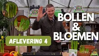 Bollen 2025 - aflevering 4