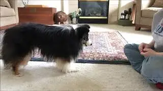 Take a Bow - Trick Training