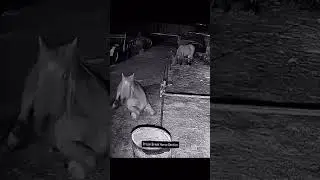 Mission Impossible Horse | Death to Boredom #Shorts