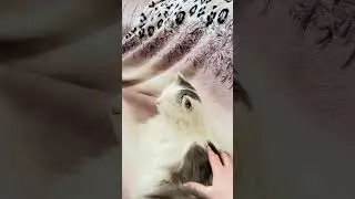 Кошачье умиротворение 😽 #веселыекоты #cat #прикольныекоты