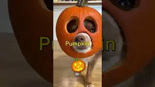 Human food that's good for dogs, pt2️⃣!!🐕🐾