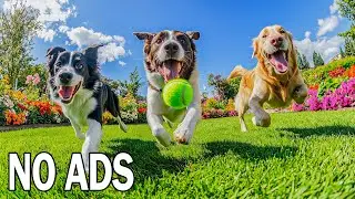 24 HOURS Dog Music 🐶 Comfort Rescue Dogs with Separation Anxiety & Trauma 🏠❤️ NO ADS