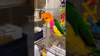 #funnyparrot#parrotlovers#parrotlife