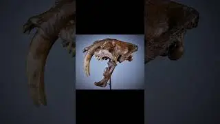 Saber-Toothed Tiger: Unleashing the Secrets of Prehistoric Predators