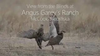 Spring Mating Ritual of Prairie Chickens in McCook, Nebraska