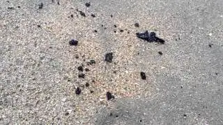Tarballs on the beach in Huntington Beach