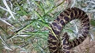 Liberaci&oacute;n de Falsa Crucera (Xenodon dorbignyi)