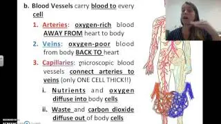 Cardiovascular and Lymphatic System