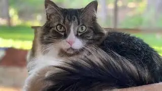 2021 - Our 4 Legged Friends Slideshow