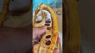 Фруктоведение-Какао , свежий плод . Cacao fresh fruit.