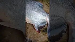 Woow‼️ikan apa hayo??? #mancing #ikan #hot #matapancing #bawal #empang #sawah #besar #fishing