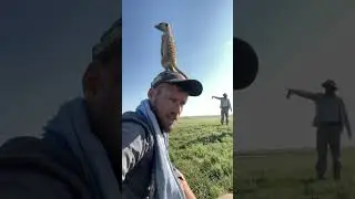 Meerkat man