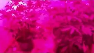 Flower Room UPDATE 126w Penetrator LED Grow Black Bubba Kush & NYC DIesel