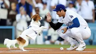 Dog first pitch! Shohei Ohtani&rsquo;s dog Decoy RUNS out the FIRST PITCH!