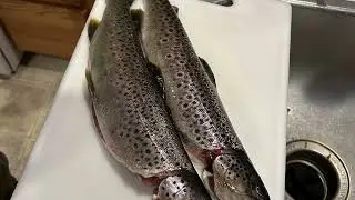 Catch and smoke trout