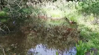 Woodland Dell Garden Tour