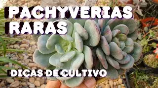PACHYVERIA SCHEIDECKERI zooney pachyveria  mrs coombes e DIFERENÇA entre a pachyveria CORVUS E DRACO