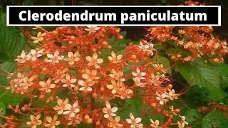 Clerodendrum paniculatum