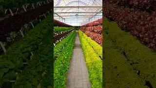 Premium quality lettuce cultivation 🥬 😍🤷