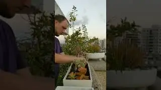 Композиция из кактусов и суккулентов - легко и просто.  30 минут за 15 секунд