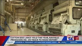 Rayville Cotton