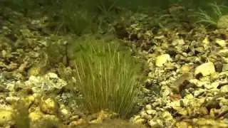 ホソエガサAcetabularia calicus