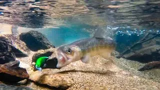 チョロ沢にGoPro沈めたら衝撃映像が…【水中映像】