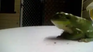 Frogs gone wild 6