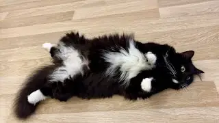 Extremely relaxing time, after then playful time. 最高にリラックスした後、元気になって遊びに夢中になる猫姉妹
