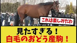 「ドウデュース、まさかの○○にも種付けしていた！」に対するみんなの反応集