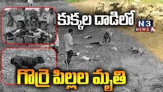 కుక్కల దాడిలో గొర్రె పిల్లల మృతి // Lambs killed in dog attack //