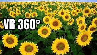 VR 360&deg; | Исследуйте крупнейшее во Вьетнаме поле подсолнухов с помощью 360-градусного видео.