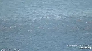 Amazing Dolphin Pod at West End, CA Cam (Powered by explore.org)