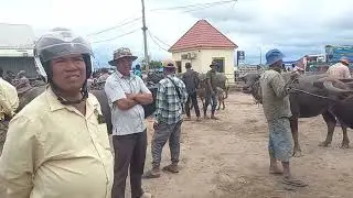 Chợ trâu bo tân hưng long an ae lhminh 078 410 3695 @@@