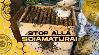 Sciamatura: Ecco come la stiamo Evitando!