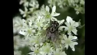 Graphomyia maculata ou Graphomya minor ? (Muscidae-Diptera)
