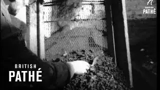 Excavations Inside The Tower Of London (1957)