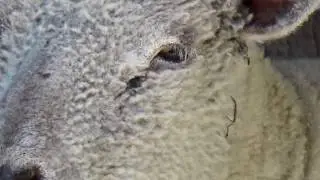 Sheep - CLOSE UP VIDEO