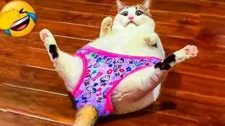 New funny videos😂Best Funny Videos Compilation!!!2024.