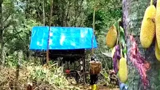 Petualangan di hutan dapat durian, dapat buah raman yg langka @MangMeoPetualang #Petani petualang