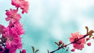Spring Background Loop - Pink Cherry Blossoms