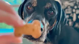 Creating a Safe Space for Your Dog: A Step-by-Step Guide
