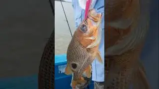 New Minnow Lure Test 🔥 Entreprelure Delivers Big Golden Snapper