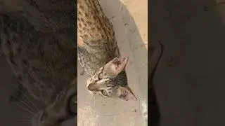 #cat#kitten#cutecates #catvideos #catshorts #funnyshorts #video #viral #funnycat #cute #viralvedio