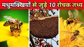 मधुमक्खियों से जुड़ी रोचक जानकारियां | 10 Fun Facts About Honey Bees | Facts About Animals | #shorts