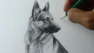 Como desenhar um cachorro: Pastor Alemão PASSO A PASSO narrado