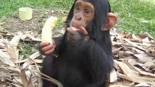 Baby chimp Osso eating a banana